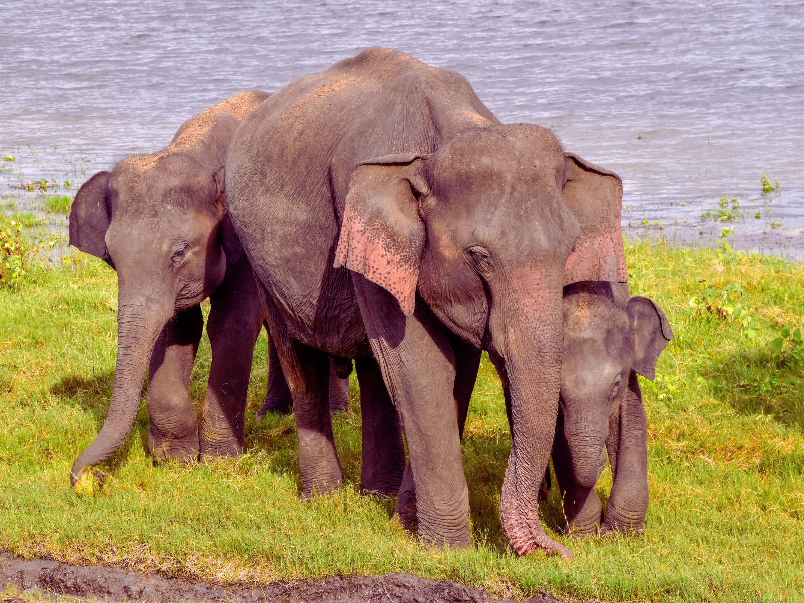 Highlands Serenity Tour