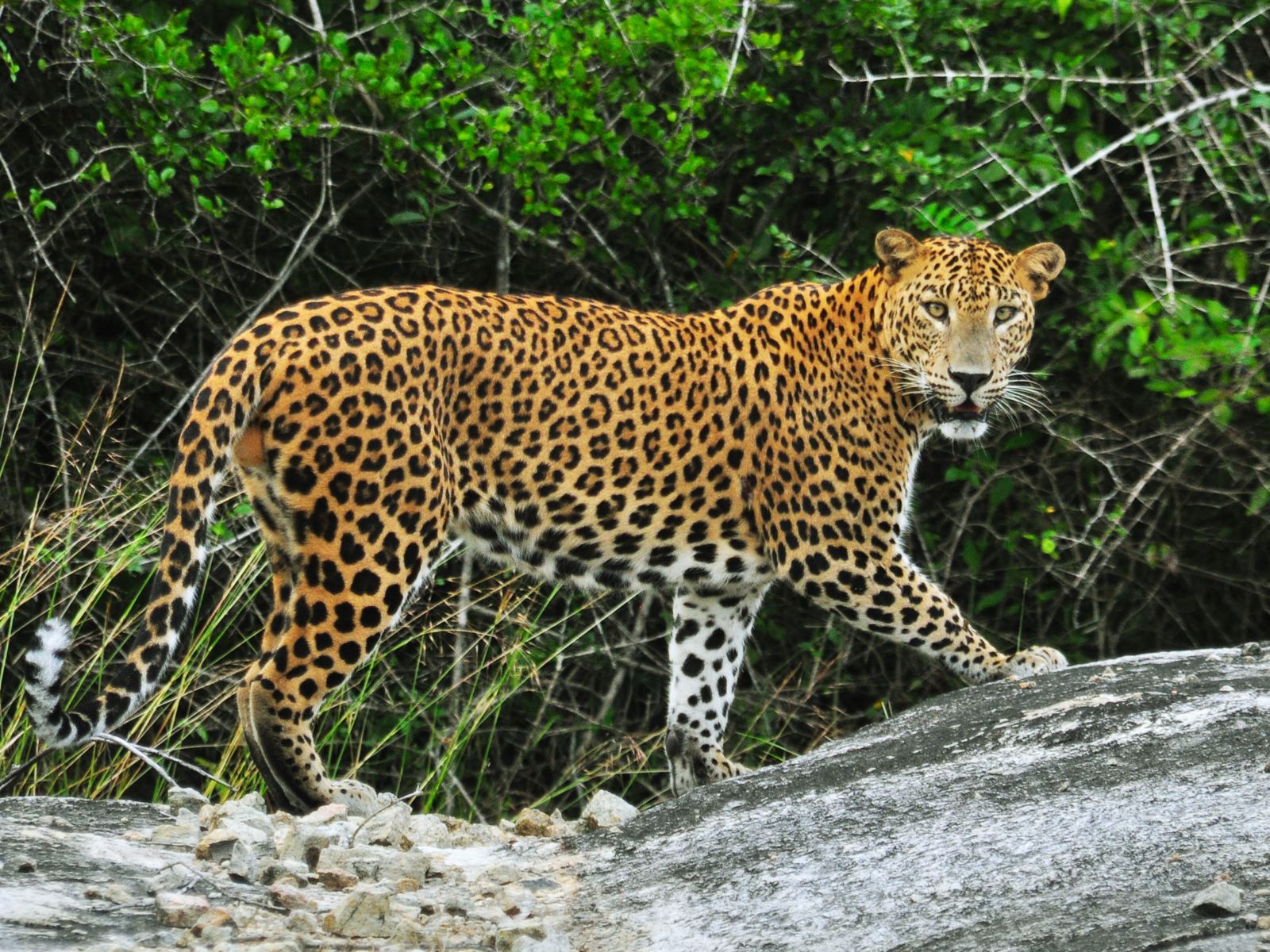 Grand Sri Lanka Tour